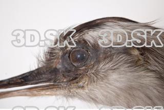 Emus head photo reference 0091